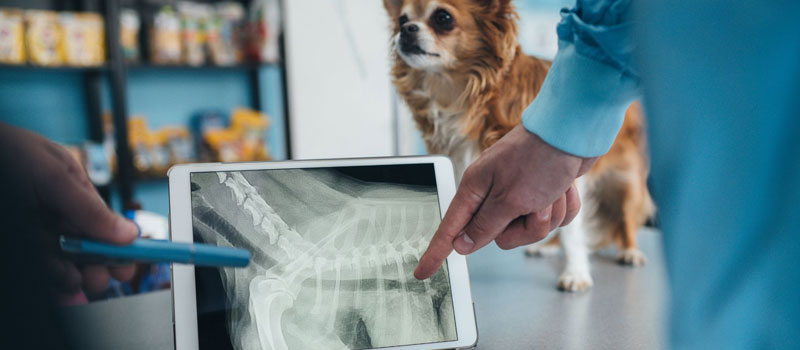 Portable Pet X-Ray Service at Home in Diva